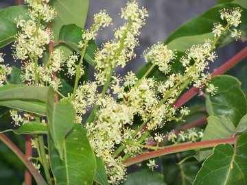 Ailanthus altissima / Ailanto